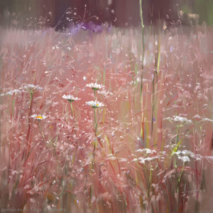 Kenozero. Pink meadow 65×65. 2014