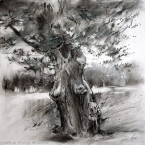 Оливы Гарды The olive trees of Garda 70×70. 2017